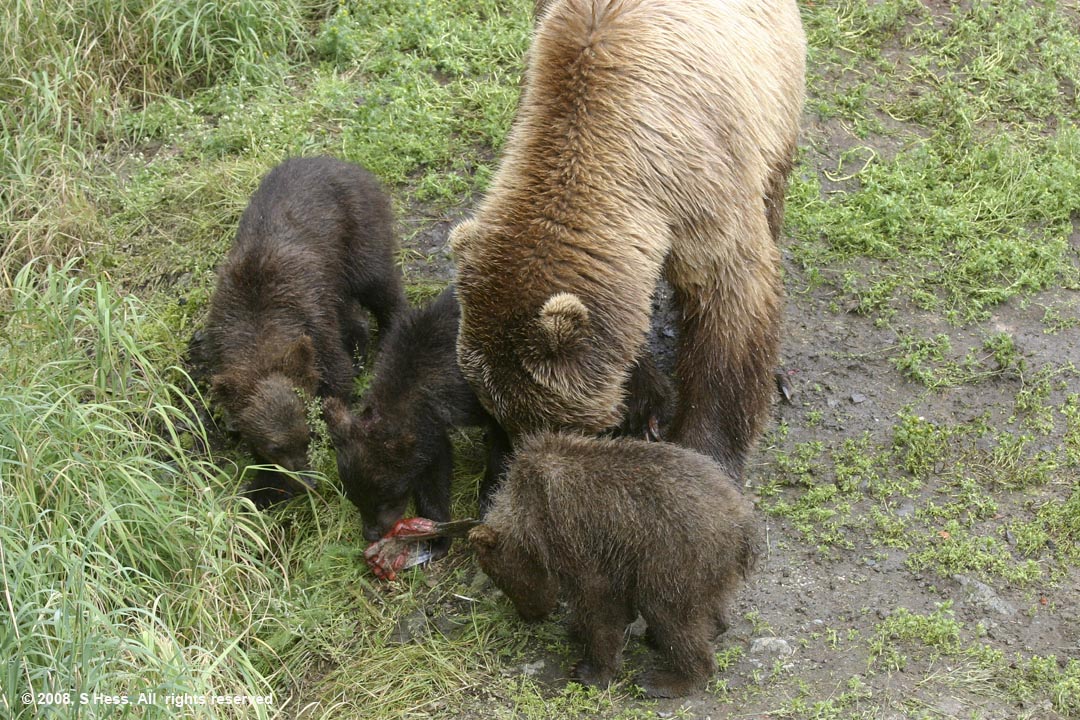 Sow and cubs eating below the Falls viewing platform